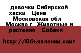 4 девочки Сибирской хаски › Цена ­ 15 000 - Московская обл., Москва г. Животные и растения » Собаки   